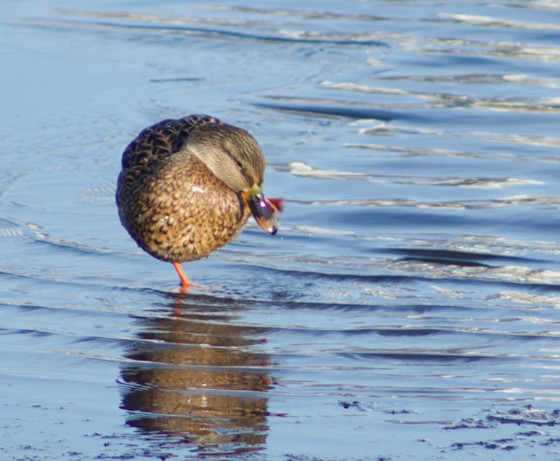 прогулка по набережной: пейзаж