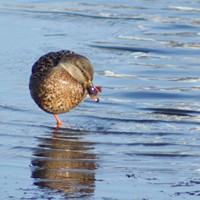 Портфолио Каминский Семен Алексеевич